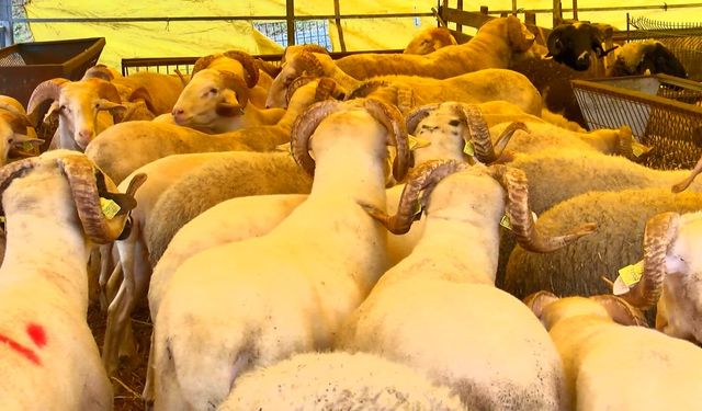 Kurban Bayramı'na 4 gün kala hayvan pazarlarında hareketlilik sürüyor