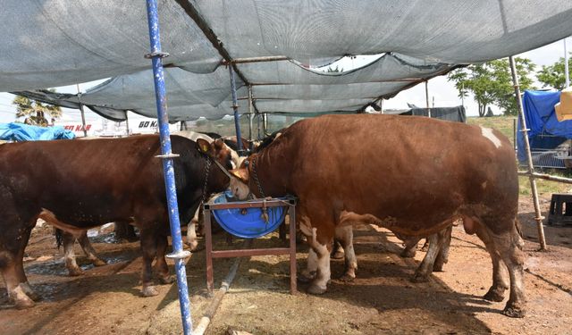 Kurban pazarının en büyüğü 'Haso Ağa', 480 bin TL'den satıldı