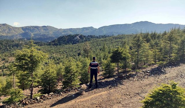 Muğla'da ormanlara giriş yasağı