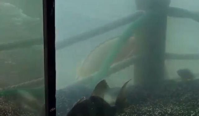 Saros'ta nadir görülen 'domuz balığı' yakalandı