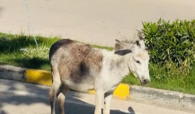 Kara yoluna çıkan başıboş eşek nedeniyle trafik aksadı