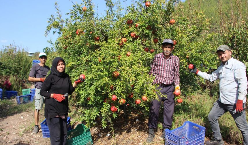 Dünyadaki iklim değişikliği narda da kaliteyi düşürdü