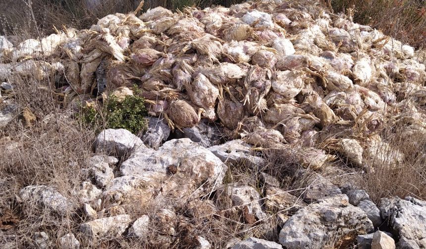 Mersin Tarsus'ta boş araziye bırakılmış yüzlerce ölü tavuk bulundu