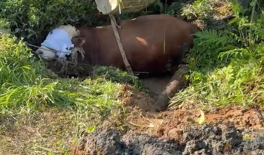 Rize’de kaçan boğa iş makinesiyle kurtarıldı