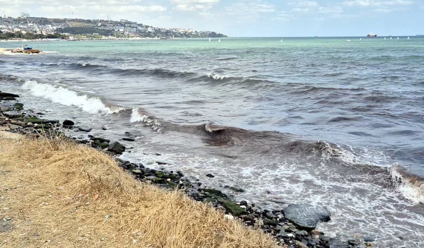 Tekirdağ’da deniz, kızıl yosunlar nedeniyle kırmızı renge büründü