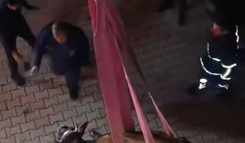 Hatay'da dama çıkan inek, vinçle indirildi