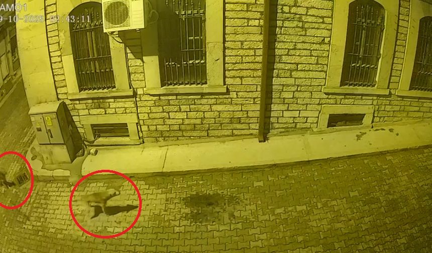 Kastamonu'da aç kalan ayı ilçe merkezine indi; o anlar kamerada