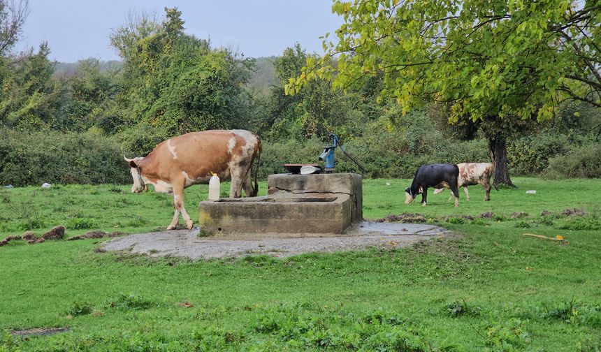Su kuyusunda kadın cesedi bulundu
