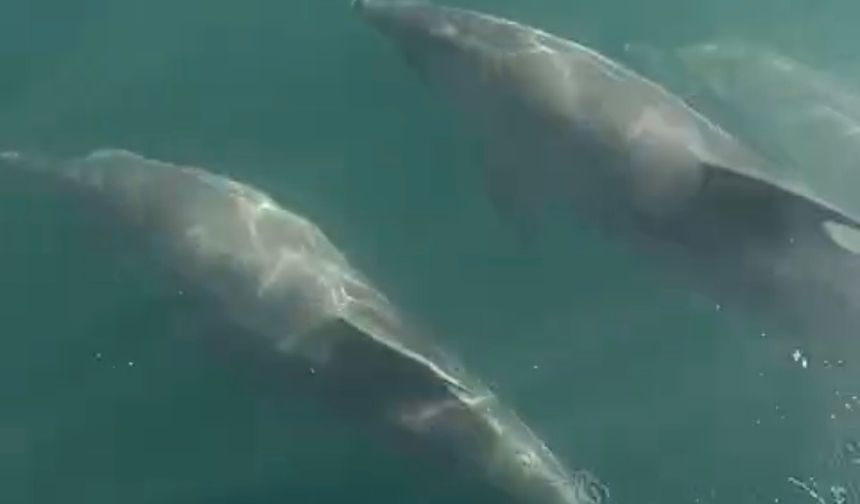 Teknesinin yanında yüzen yunusları görüntüledi