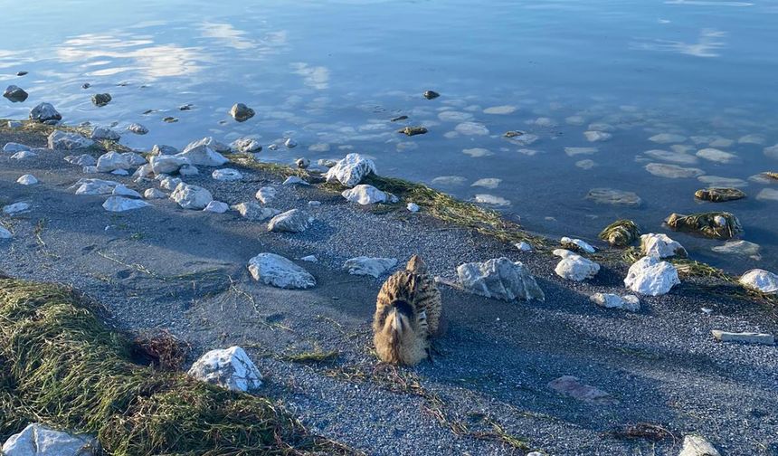 Eğirdir Gölü'nde yaralı bulunan Güney Amerika balabanı koruma altına alındı
