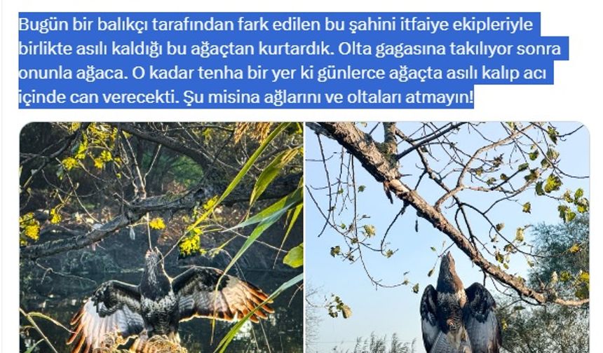 Gagasına olta takılı halde ağaca asılı kalan şahin kurtarıldı
