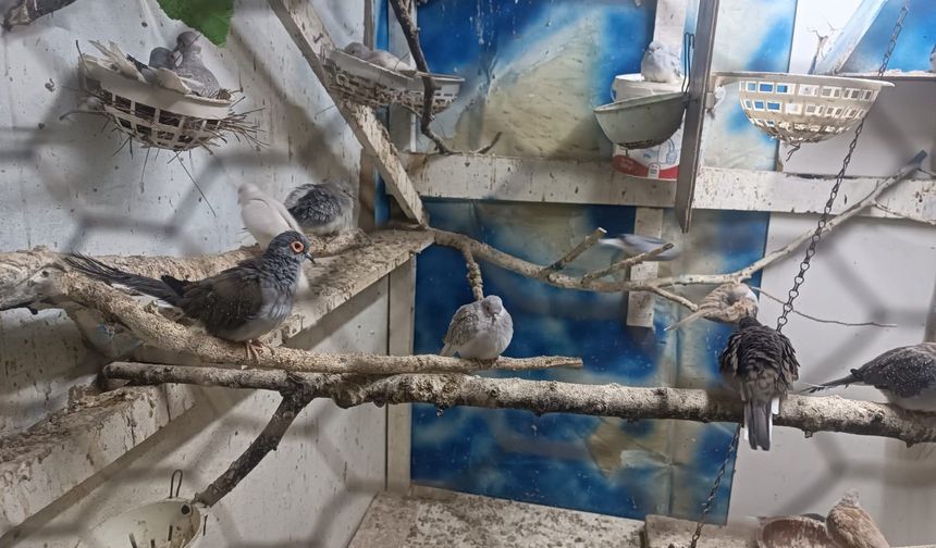 Tekirdağ'da yasa dışı yollarla getirilip üretimi yapılan 7 papağan ve 45 kumru ele geçirildi