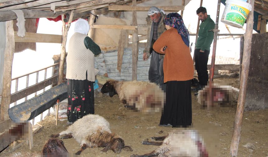 Sokak köpeklerinin saldırdığı 28 koyun öldü