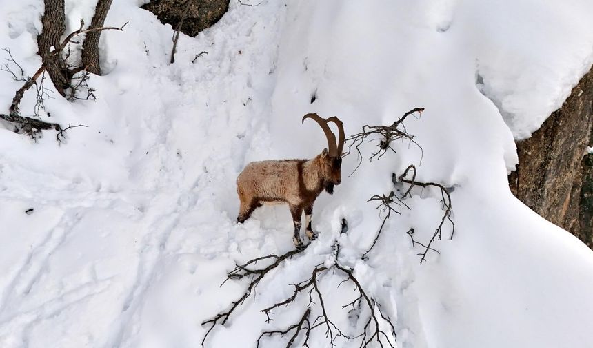 Karla kaplı Mundur Vadisi'nde yiyecek arayan yaban keçileri dron kamerasında