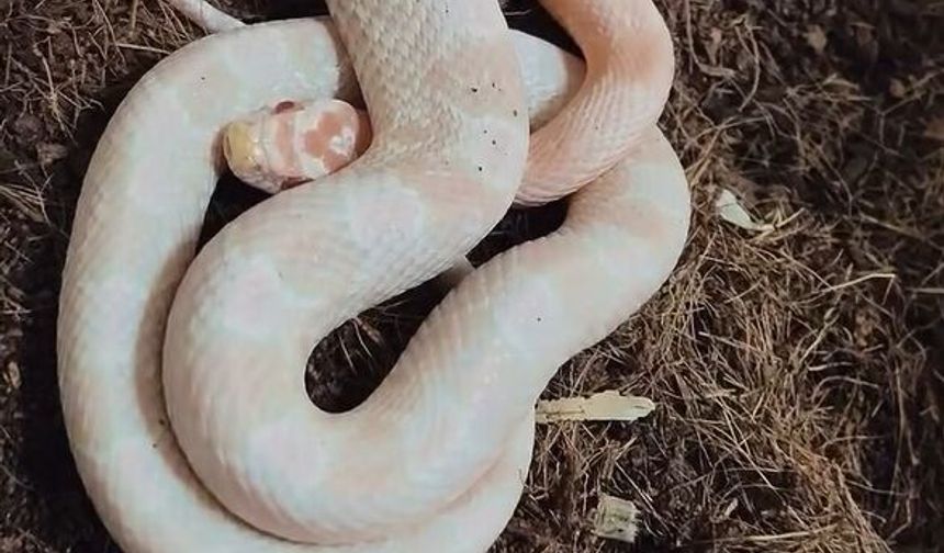 Bursa'da kaçak hayvan ticareti denetimi: 2 papağan ve 1 yılana el konuldu