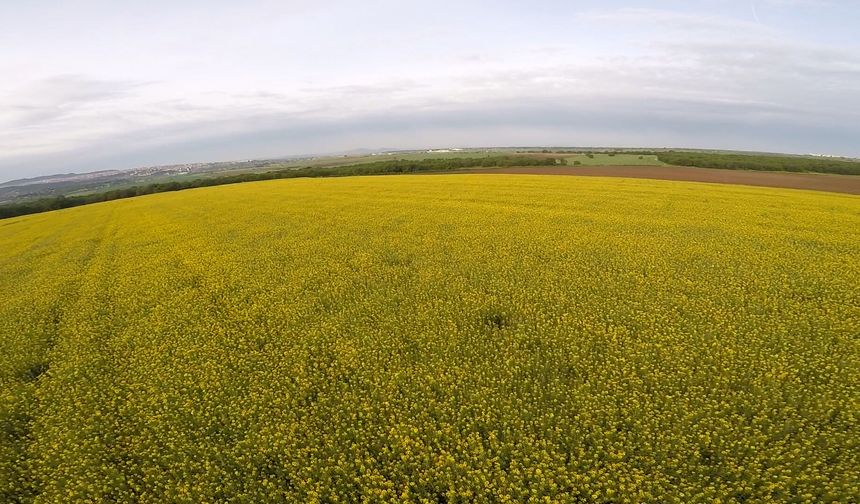 Edirne'nin 'sarı altın çiçeği' kanola tarlaları üzerinde paramotorla uçtu