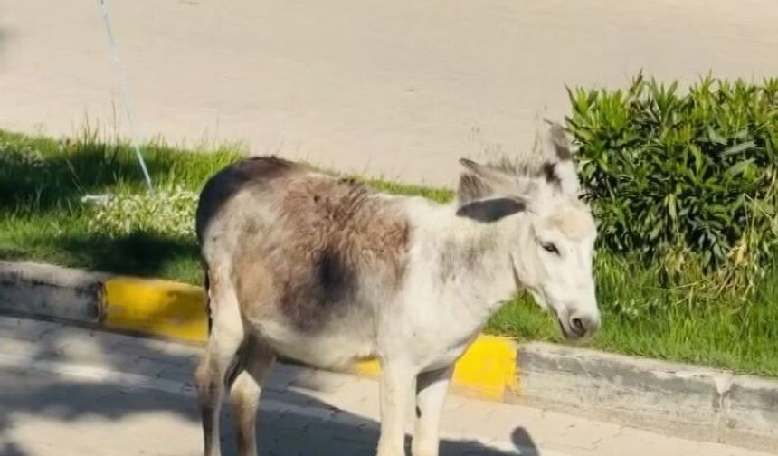 Kara yoluna çıkan başıboş eşek nedeniyle trafik aksadı
